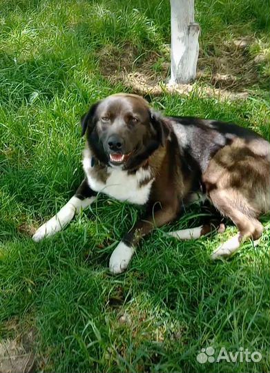 Милка ищет дом