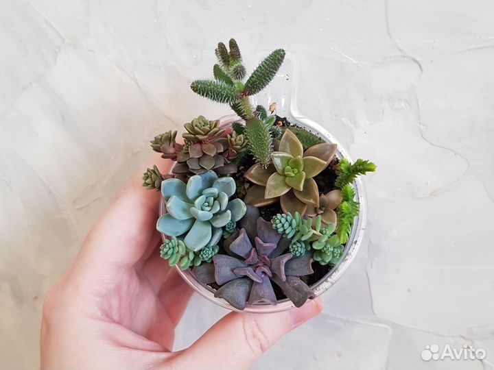 Кактусы и суккуленты. Минисадики