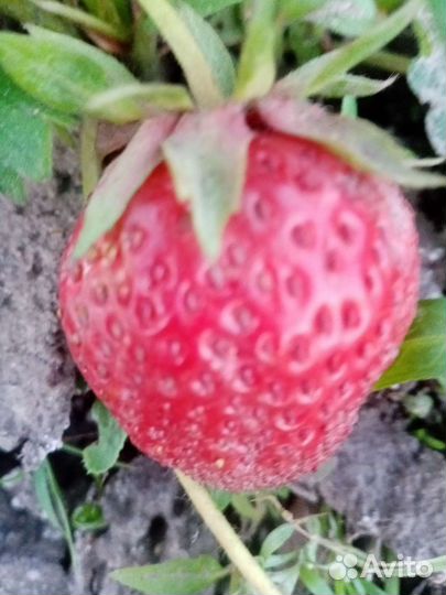 Клубника 5 сортов