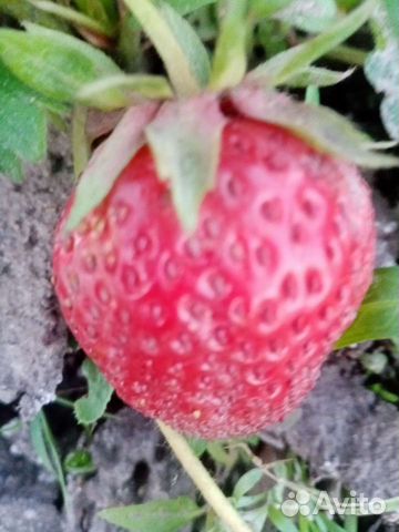 Клубника 5 сортов