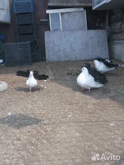 Голуби Павлины