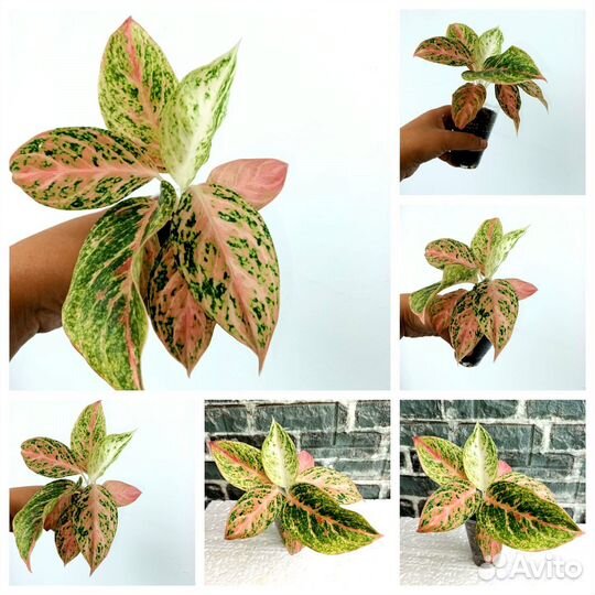 Аглаонемы в ассортименте