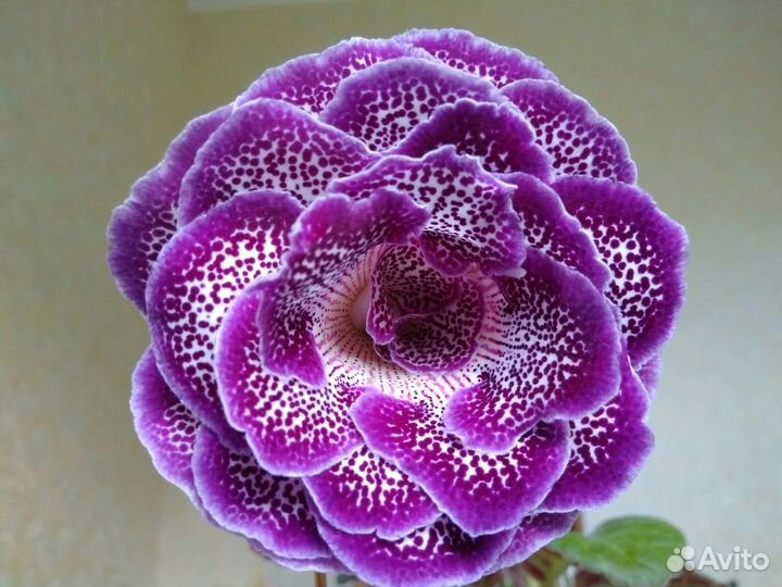 Глоксинии(детки)