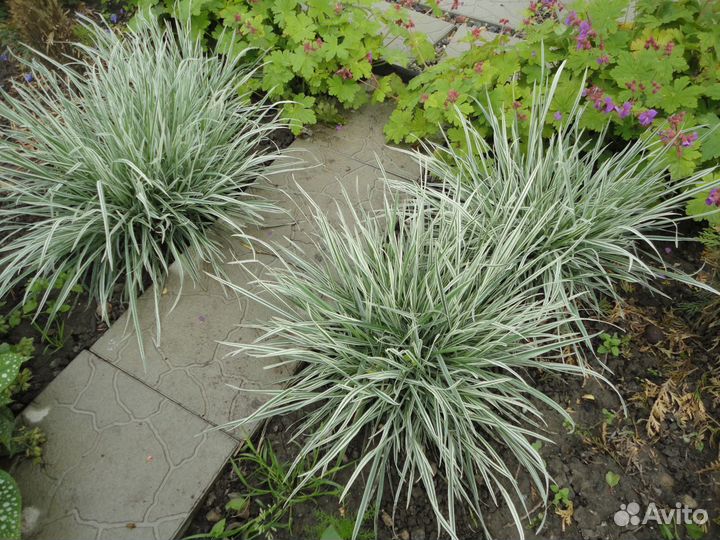 Ирис злаковидный, райграс, ирис болотный, гвоздика