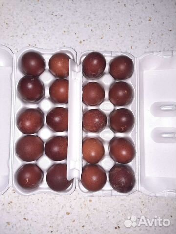 Инкубационное яйцо кур марана черно-медного