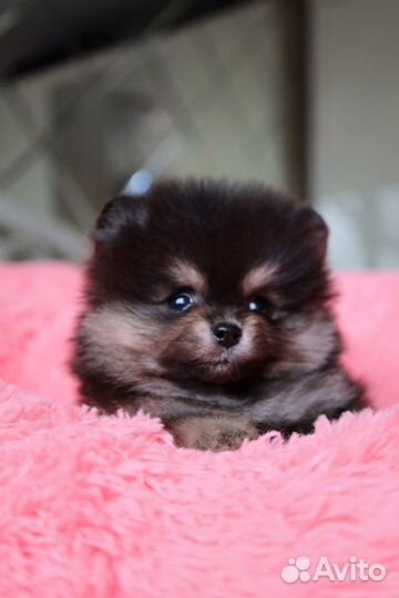 Померанский Шпиц, девочки