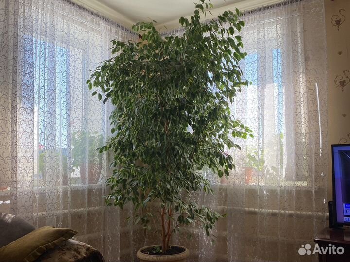 Фикус бенджамина