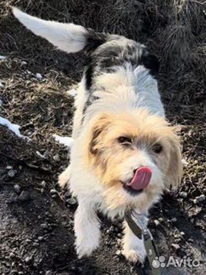 Коротколапик девочка ищет свою семью