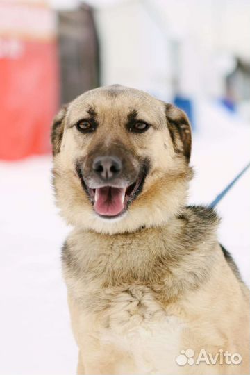 Преданные глаза ищут вас