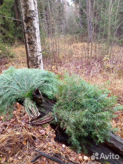 Веники для бани,сауны