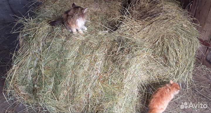 Сено в рулонах