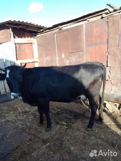 Телки стельные