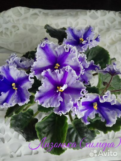 Детки сортовые фиалок