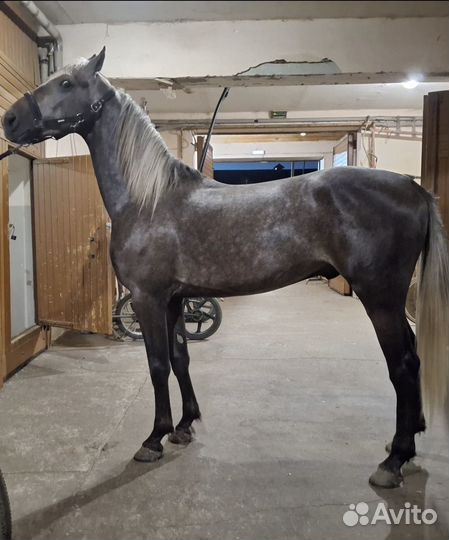 Орловская лошадь