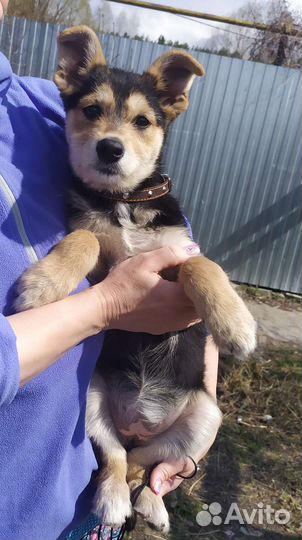 Мила в добрые руки, щенки