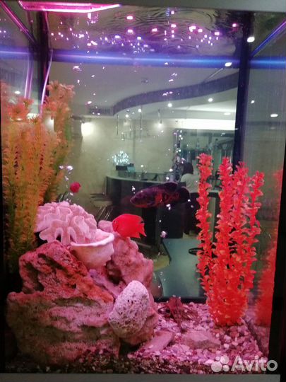 Обслуживание аквариумов