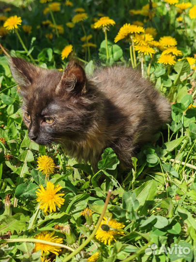 Кошечка ищет дом