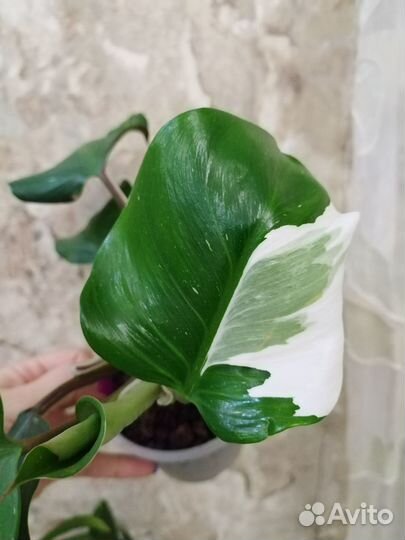 Филодендрон White Knight (Белый Рыцарь)