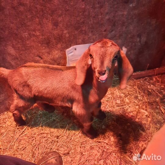Продам козлика 50% мурсиана гранадина