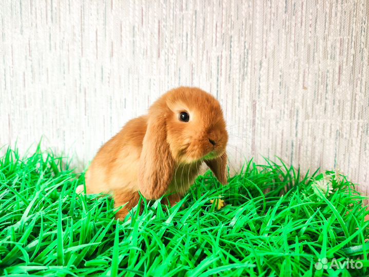 Супер мини карликовый кролик - очень редкий