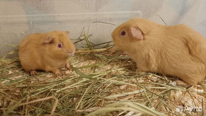 Морская свинка