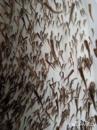 Рыбопосадочный материал радужной форели