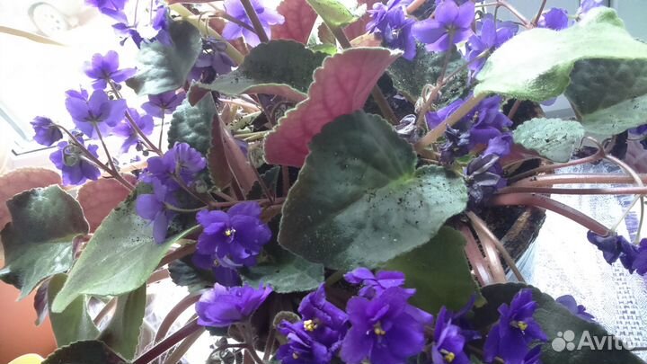 Фиалки (отростки) в горшке 27х23