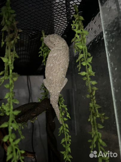 Гигантский бананоед возраст 9-10 месяцев