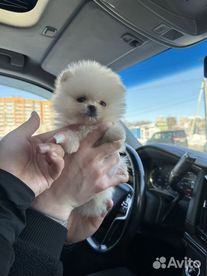 Померанский шпиц