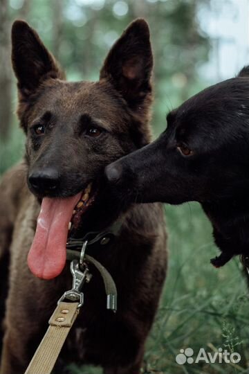 Сестрёнки Слива и Вакса умеют удивлять