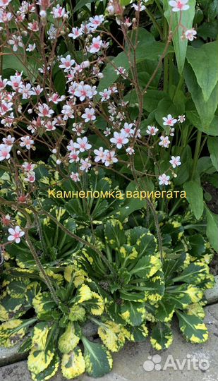 Почвопокровники, седум, камнеломка