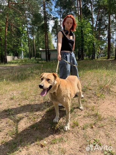 Собака в приюте