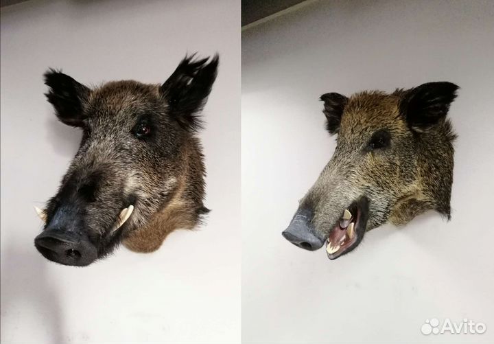 Таксидермия. Выделка шкур