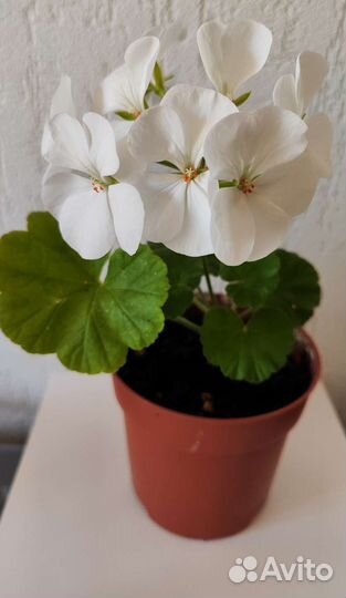 Пеларгония герань