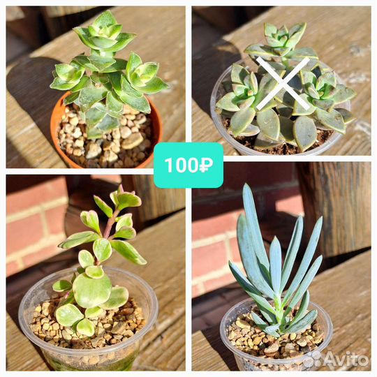 Суккуленты