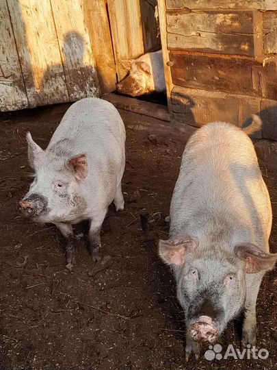 Свиньи супоросные