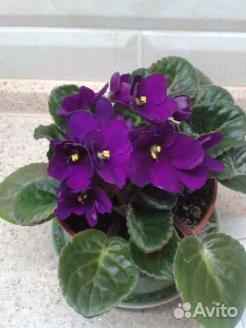 Фиалка кустик, листик фиолетовая, розовая, бордо м