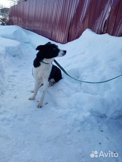 Небольшая собачуля