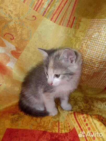 Котята от сибирской кошки с доставкой