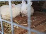 Кролики Белый Панонн