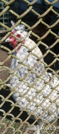 Павловские куры