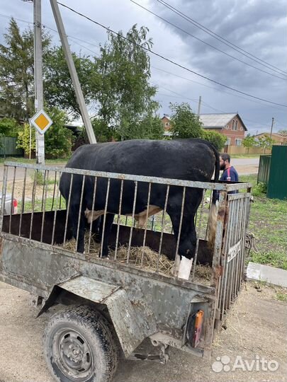 Крс быки телки Свиньи