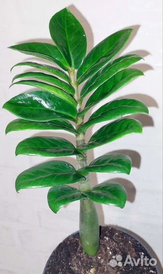 Замиокулькас Зензи и Зензи Жук