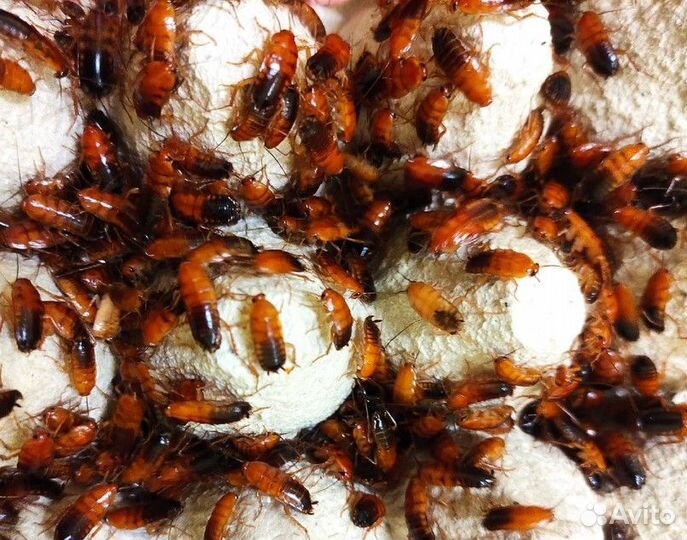 Кормовые насекомые: сверчки, тараканы и другие