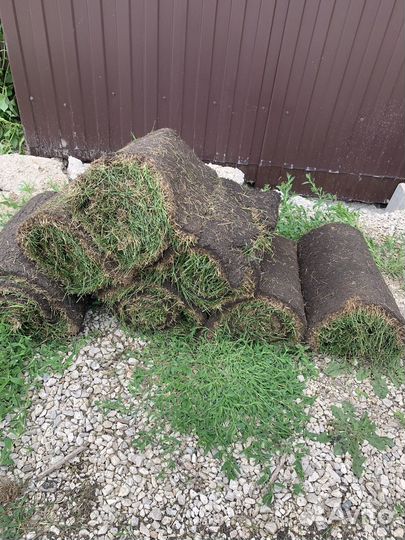 Рулонный газон