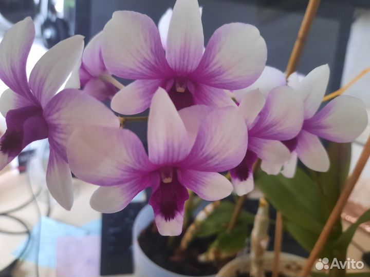 Орхидея sa-nook Polar fire