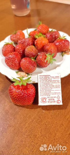 Рассада клубники