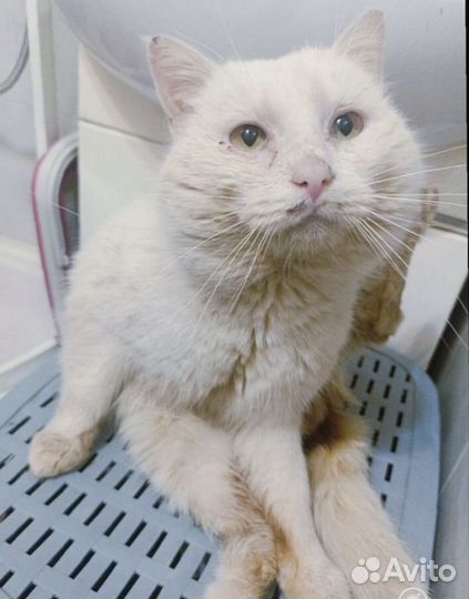 Белый котик