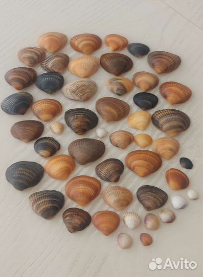 Морские ракушки