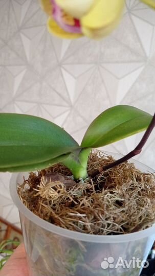 Орхидея Мариола